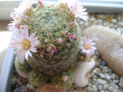 Mammillaria schiedeana ssp. giselae