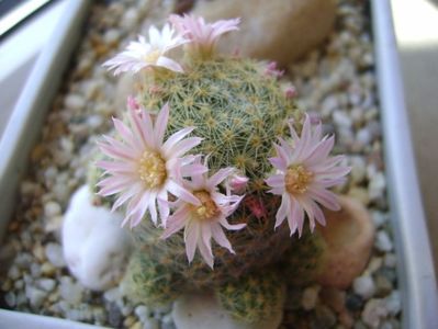 Mammillaria schiedeana ssp. giselae