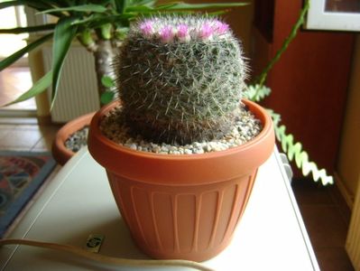 Mammillaria formosa ssp. chionocephala