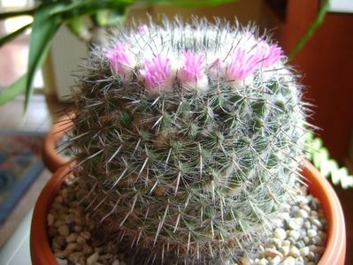 Mammillaria formosa ssp. chionocephala