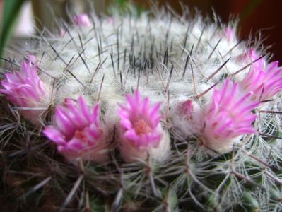 Mammillaria formosa ssp. chionocephala