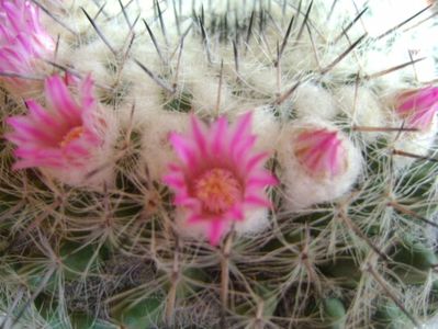 Mammillaria formosa ssp. chionocephala