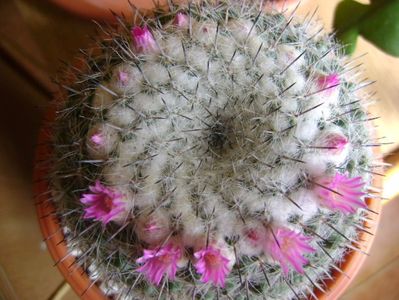 Mammillaria formosa ssp. chionocephala