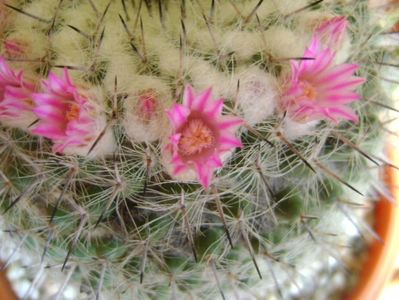 Mammillaria formosa ssp. chionocephala