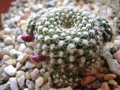 Rebutia krainziana