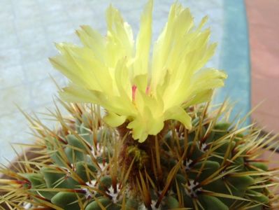 Notocactus buiningii