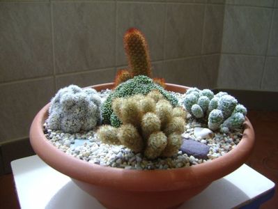 Grup de 5 Mammillaria; M, elongata
M. elongata v. rubrispina
M. vetula ssp. gracilis
M. vetula ssp. gracilis cv. Arizona Snowcap
M. crinita ssp. monstruosa
