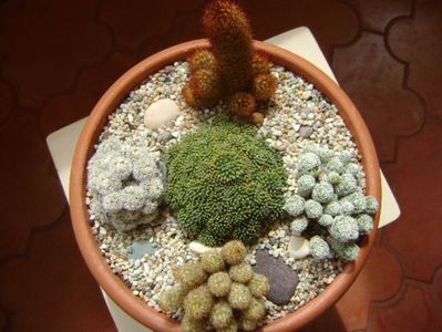 Grup de 5 Mammillaria; M, elongata
M. elongata v. rubrispina
M. vetula ssp. gracilis
M. vetula ssp. gracilis cv. Arizona Snowcap
M. crinita ssp. monstruosa
