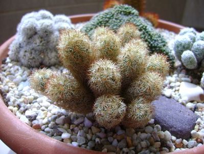 Mammillaria elongata