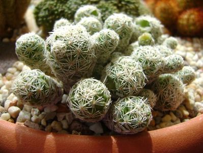 Mammillaria vetula ssp. gracilis