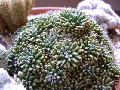 Mammillaria crinita ssp monstruosa