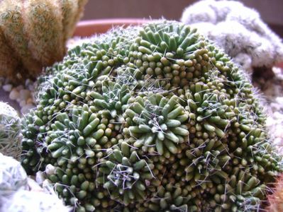 Mammillaria crinita ssp monstruosa