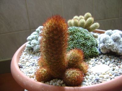 Mammillaria elongata v. rubrispina