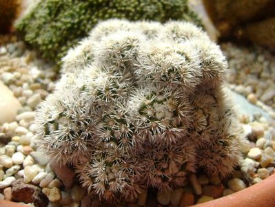 Mammillaria vetula ssp. gracilis cv. Arizona Snowcap