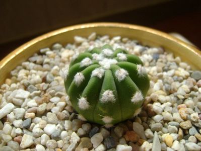 Echinopsis subdenudata