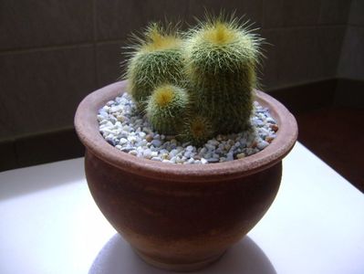 Notocactus leninghausii