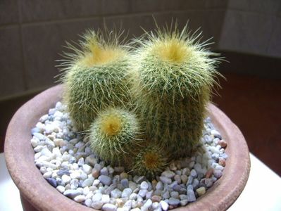 Notocactus leninghausii