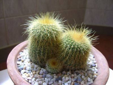 Notocactus leninghausii