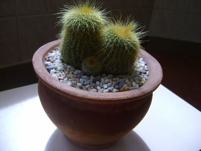 Notocactus leninghausii