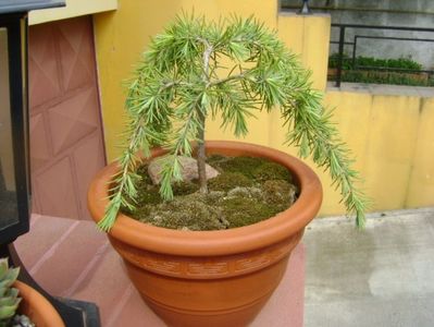 Cedrus deodara "feeling blue"