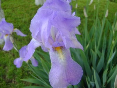 Iris