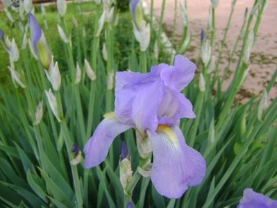 Iris