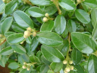 Cotoneaster dammeri, boboci