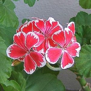 geranium M  WREN