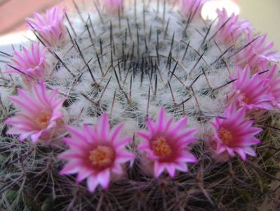 Mammillaria formosa ssp. chionocephala