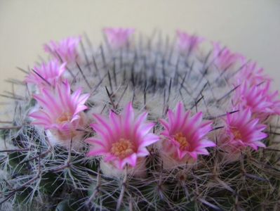 Mammillaria formosa ssp. chionocephala