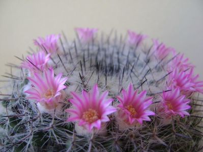 Mammillaria formosa ssp. chionocephala