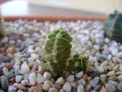 Echinocereus blankii