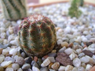 Echinocereus viridiflorus