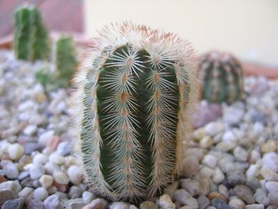 Echinocereus reichenbachii