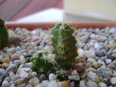 Echinocereus blankii