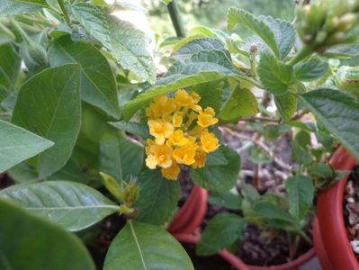 Lantana