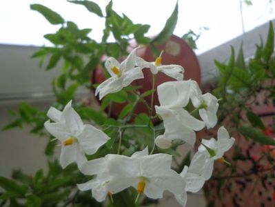 Solanum jasminoides