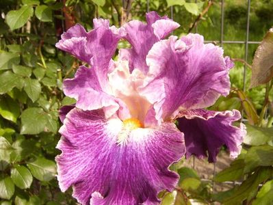 Iris Fancy Woman