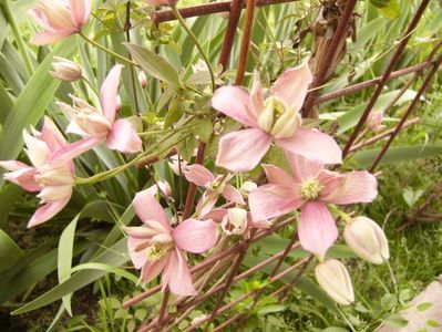 Clematis Montana Brougton star