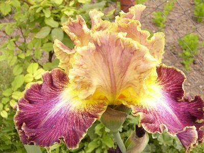 Iris High Master