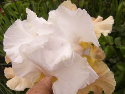 Iris Champagny elegance