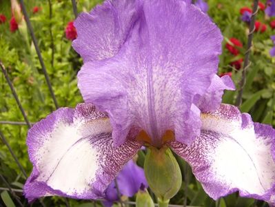 Iris Conffeti?