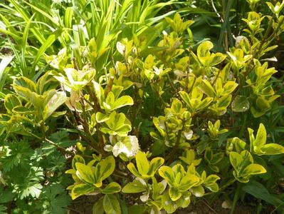 euonymus Emerald Gold