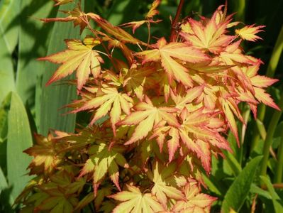 acer palmatum Katsura