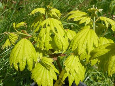 acer shirasawanum aureum