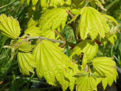 acer shirasawanum aureum