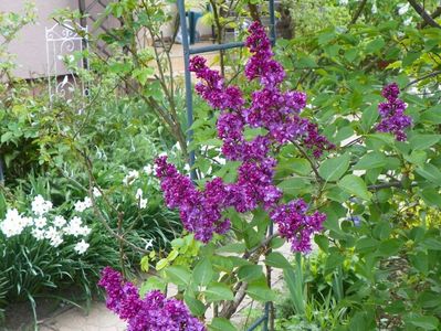 syringa Charles Joly