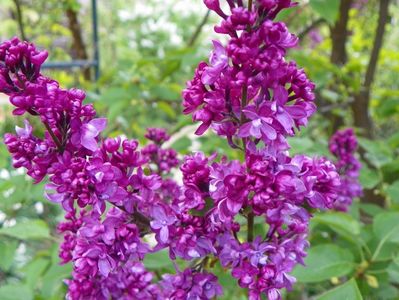 syringa Charles Joly