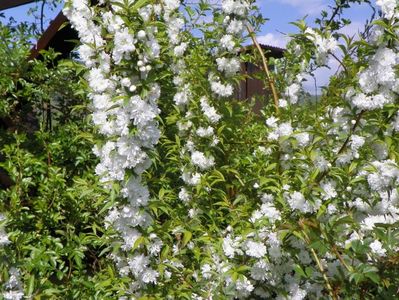 prunus gland. Alba Plena