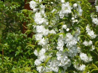 prunus gland. Alba Plena